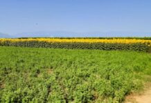 Δ. Αλεξάνδρειας: Δημοπρασία για την εκμίσθωση αγροτεμαχίου στην Δ/Κ Πλατέος