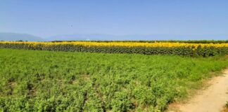 Δ. Αλεξάνδρειας: Δημοπρασία για την εκμίσθωση αγροτεμαχίου στην Δ/Κ Πλατέος