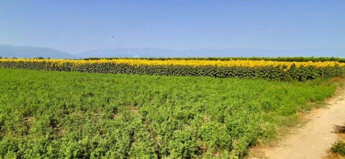 Αγροτεμάχια-χωράφι-Ηλιόσποροι