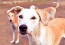 Ενημέρωση για τις δράσεις διαχείρισης αδέσποτων ζώων συντροφιάς που πραγματοποιήθηκαν στο Δήμο Αλεξάνδρειας την περίοδο 16 έως και 20 Μαρτίου 2026 skylia adespota 03 2026