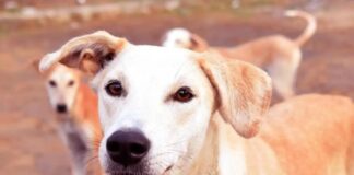 Ενημέρωση για τις δράσεις διαχείρισης αδέσποτων ζώων συντροφιάς που πραγματοποιήθηκαν στο Δήμο Αλεξάνδρειας την περίοδο 16 έως και 20 Μαρτίου 2026