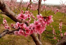 Με μεγάλη επιτυχία πραγματοποιήθηκε η “1η Γιορτή Άνοιξης – Ανθισμένες Ροδακινιές” στον Ρουμλουκιώτικο Κάμπο