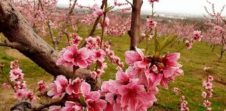 Με μεγάλη επιτυχία πραγματοποιήθηκε η “1η Γιορτή Άνοιξης – Ανθισμένες Ροδακινιές” στον Ρουμλουκιώτικο Κάμπο