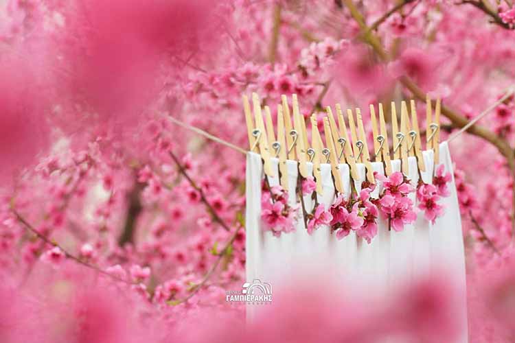 ΑΝΘΙΣΜΕΝΕΣ ΡΟΔΑΚΙΝΙΕΣ ΒΕΡΟΙΑΣ ΜΑΝΟΣ ΓΑΜΠΕΡΑΚΗΣ