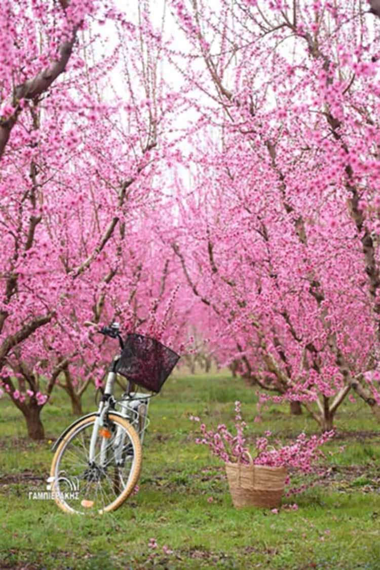 ΑΝΘΙΣΜΕΝΕΣ ΡΟΔΑΚΙΝΙΕΣ ΒΕΡΟΙΑΣ ΜΑΝΟΣ ΓΑΜΠΙΕΡΑΚΗΣ Αντιγραφή