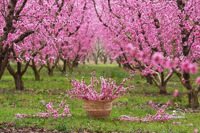Ανθισμένες ροδακινιές