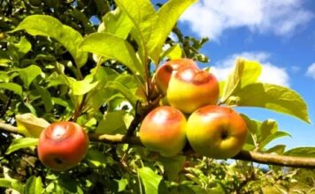 ΕΛΓΑ μήλα καύσωνας