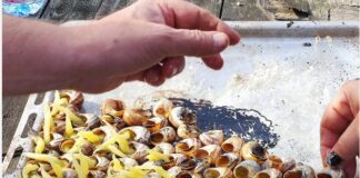 Το άναμμα των σαλιγκαριών στους Βαρυπατάδες στην Κέρκυρα