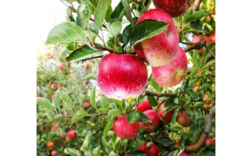 ΕΛΓΑ μηλιές