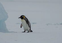 Ο αυτοκρατορικός πιγκουίνος περιελήφθη επισήμως στα «απειλούμενα» είδη