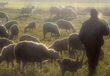Κίνα: Μια αγγελία για τη θέση εργασίας βοσκού έγινε viral, γεγονός που αποκαλύπτει την πίεση που δέχεται η αγορά εργασίας στη χώρα