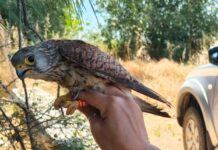 Θεσσαλονίκη: Δαχτυλίδια παρακολούθησης απέκτησαν κιρκινέζια, χαλκοκουρούνες, νυκτόβια αρπακτικά και πελαργοί στις προστατευόμενες περιοχές όλης της χώρας