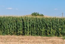 Σόργο …εναντίον καλαμποκιού στον θεσσαλικό κάμπο: Τι έδειξαν μελέτες στο παν. Θεσσαλίας