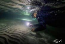 Θεσσαλονίκη: Πομπός σε αγγελοκαρχαρία, ένα από τα πιο απειλούμενα είδη καρχαριών παγκοσμίως, θα παρακολουθεί τις κινήσεις του στην Ελλάδα