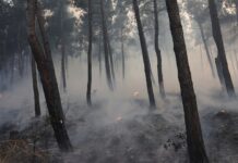 Θεσσαλονίκη: Χωρίς ενεργό μέτωπο η φωτιά στη Λητή – Συνεχίστηκαν όλη τη νύχτα οι επιχειρήσεις της Πυροσβεστικής