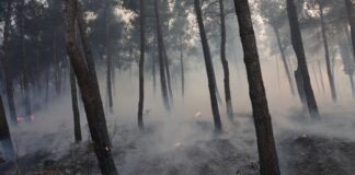 Θεσσαλονίκη: Χωρίς ενεργό μέτωπο η φωτιά στη Λητή – Συνεχίστηκαν όλη τη νύχτα οι επιχειρήσεις της Πυροσβεστικής
