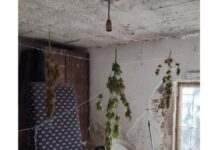 Συνελήφθη ένα άτομο στην Ημαθία για καλλιέργεια δενδρυλλίων κάνναβης
