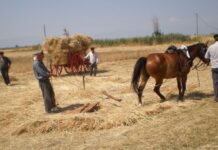 Καρδίτσα: Όταν τα ανθρώπινα χέρια στον κάμπο αντικαθιστούσαν τις μηχανές σε όργωμα, θερισμό και παραγωγή αλευριού από το σιτάρι 21 8 2026 ALONISMOS