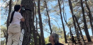 Θεσσαλονίκη: Όταν τα δέντρα «μιλούν» – Τι μπορούν να αποκαλύψουν για την υγεία τους στοιχεία όπως η ροή των χυμών τους