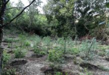 Εντοπίστηκε φυτεία με περισσότερα από 2.000 δενδρύλλια κάνναβης σε δύσβατη δασική περιοχή στην Φθιώτιδα