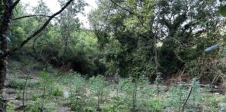 Εντοπίστηκε φυτεία με περισσότερα από 2.000 δενδρύλλια κάνναβης σε δύσβατη δασική περιοχή στην Φθιώτιδα