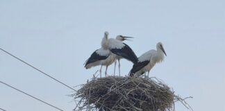 Πτηνά ευάλωτα στον καύσωνα – Πρακτικές παρεμβάσεις που μπορούν να εφαρμόσουν οι πολίτες