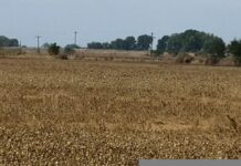 Κινδυνεύει να μετατραπεί σε έρημο… Σαχάρα η Θεσσαλία – Η ξηρασία απειλεί τον θεσσαλικό κάμπο