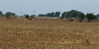 Κινδυνεύει να μετατραπεί σε έρημο… Σαχάρα η Θεσσαλία – Η ξηρασία απειλεί τον θεσσαλικό κάμπο
