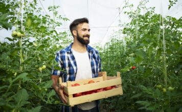 portrait young smiling farmer with freshly picked tomato vegetable standing hothouse garden